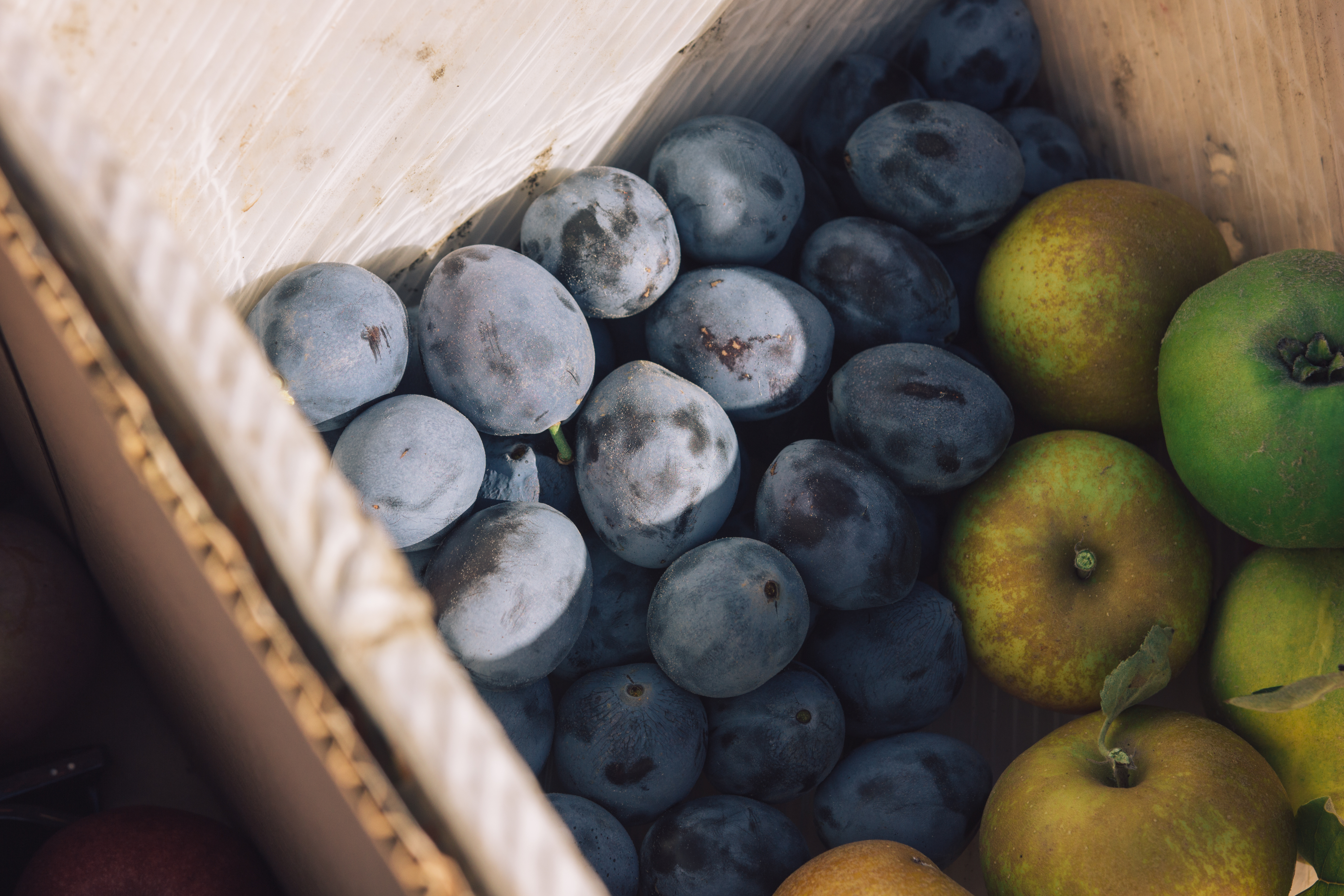 Plums and apples fresh off the tree